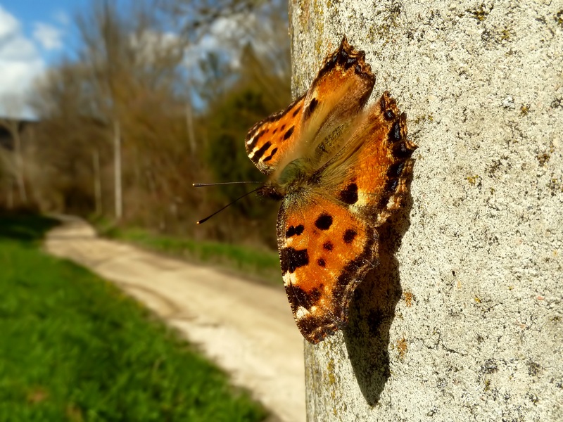 Bentornata Primavera!!